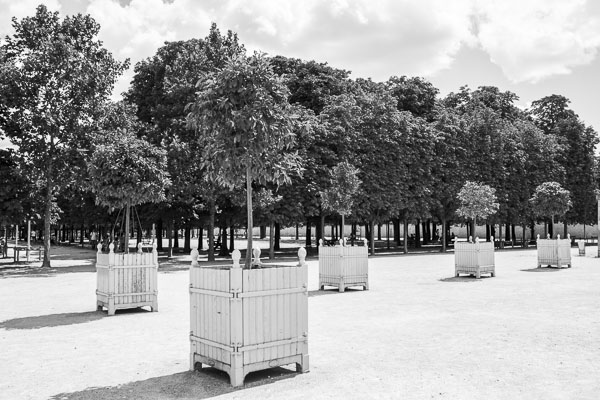 Photo d'arbustre au jardin des Tuileries